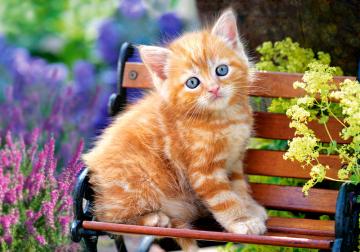 Ginger Kitten - Puzzle - 500 Teile · CAS 522402 ·  Castorland