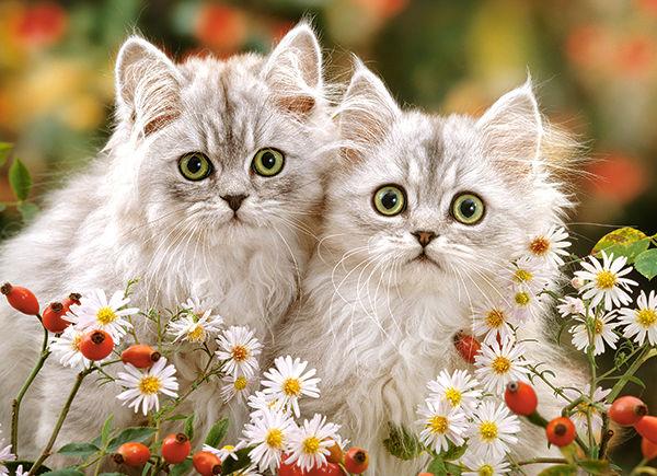 ZZ R günstig Kaufen-Persian Kittens - Puzzle - 200 Teile. Persian Kittens - Puzzle - 200 Teile <![CDATA[Castorland / B-222131]]>. 