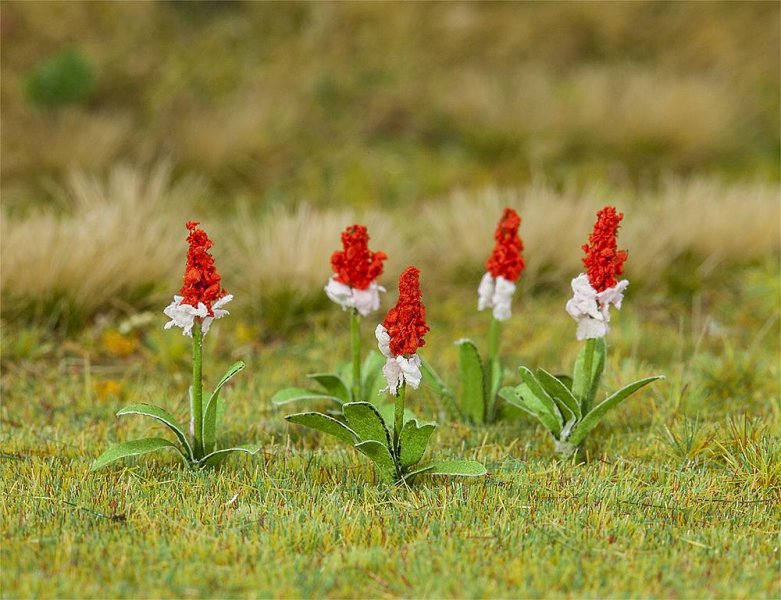 1 2 3  günstig Kaufen-32 Orchideenprimel. 32 Orchideenprimel <![CDATA[Faller / 181267 / H0]]>. 